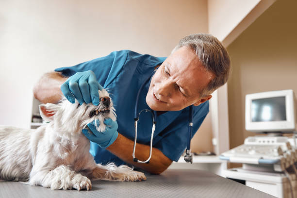 Best 24-Hour Emergency Dentist in Perrysburg, OH